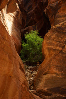 Photo of tree growning in Navajo Sandstone cliff wall